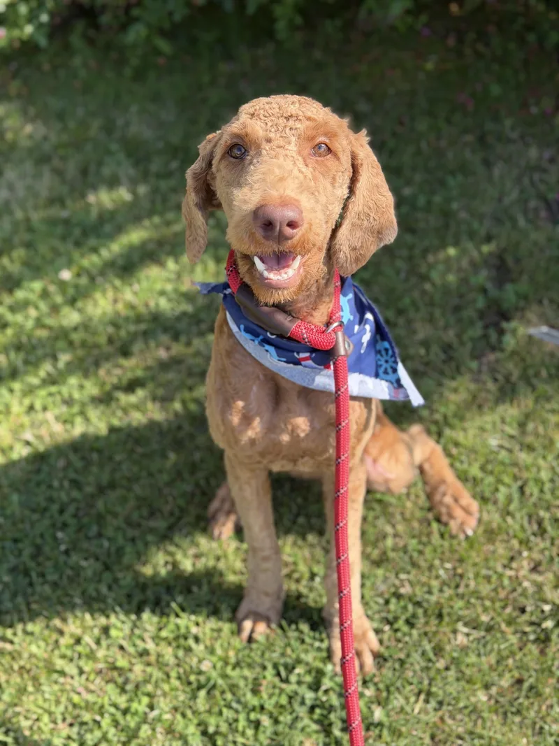 A young medium-sized female Golden Labradoodle dog named Penelope for adoption in Long Beach, NY