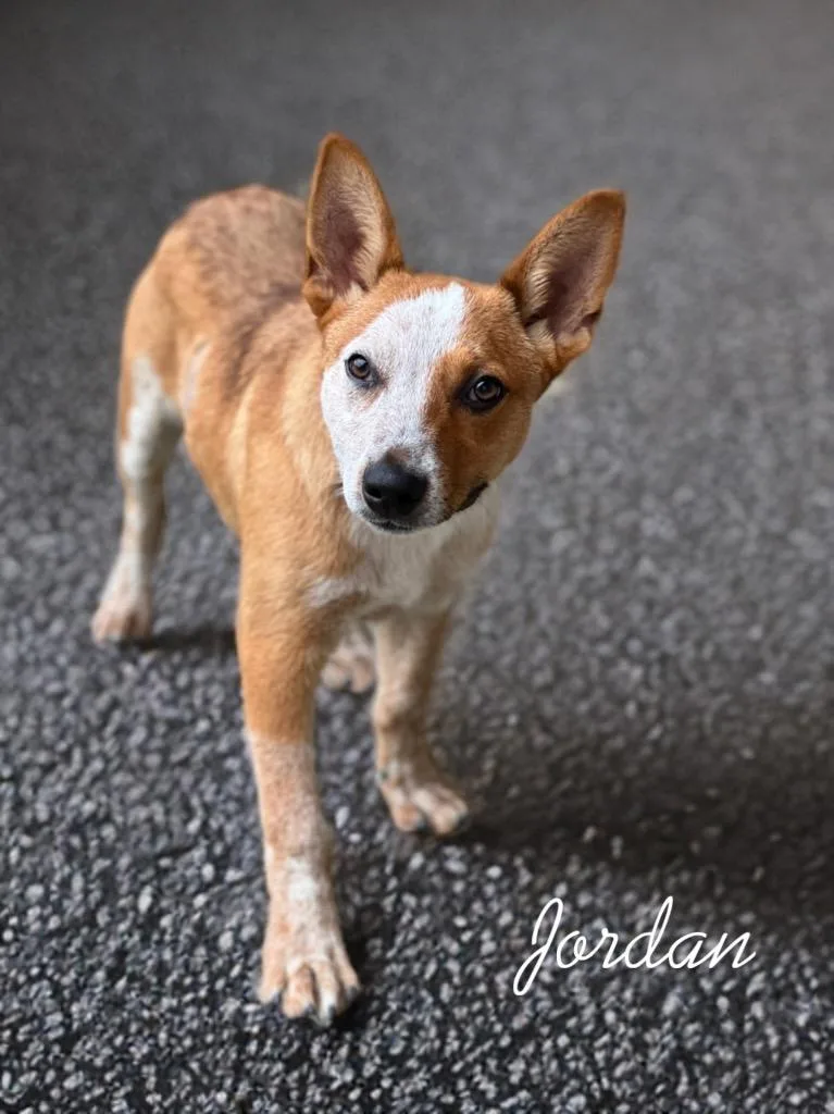 A baby small-sized male Australian Cattle Dog / Blue Heeler dog named Jordan for adoption in Dalton, GA
