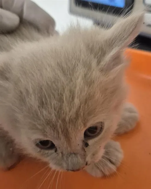 A baby small-sized male Domestic Short Hair cat named Rufus for adoption in Bakersfield, CA