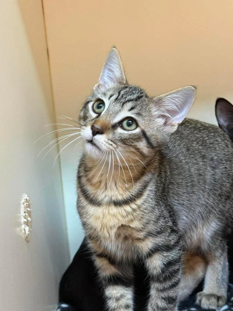 A baby small-sized male Domestic Short Hair cat named Pumbaa for adoption in Sebastian, FL