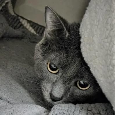 A young small-sized male Domestic Short Hair cat named Asteroid for adoption in Burlington, WA