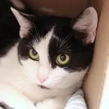 An adult medium-sized female Black & White / Tuxedo Domestic Short Hair cat named Elphaba for adoption in Hilliard, OH