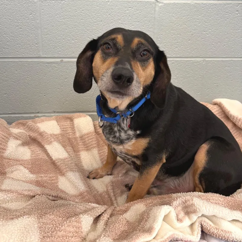 An adult medium-sized male Beagle dog named Momo for adoption in Wheeling, IL