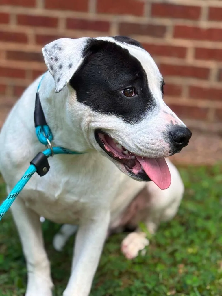 A young medium-sized male Mixed Breed dog named Scrappy for adoption in Warrenton, NC