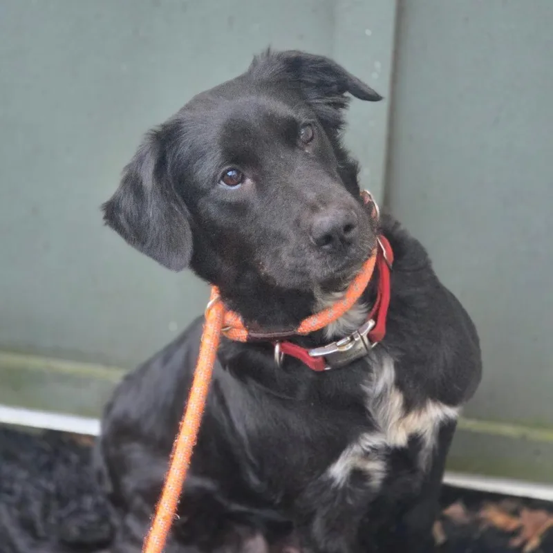 A young large-sized female Black Mixed Breed dog named Lucy for adoption in Red House, WV