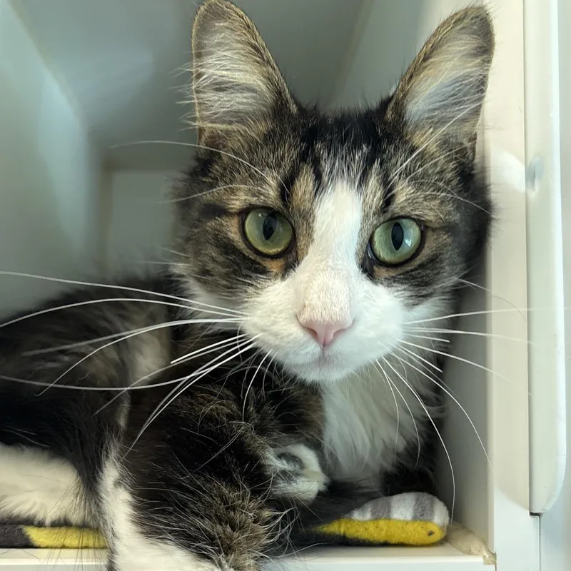 An adult small-sized male Domestic Medium Hair cat named Garfunkel for adoption in Naperville, IL