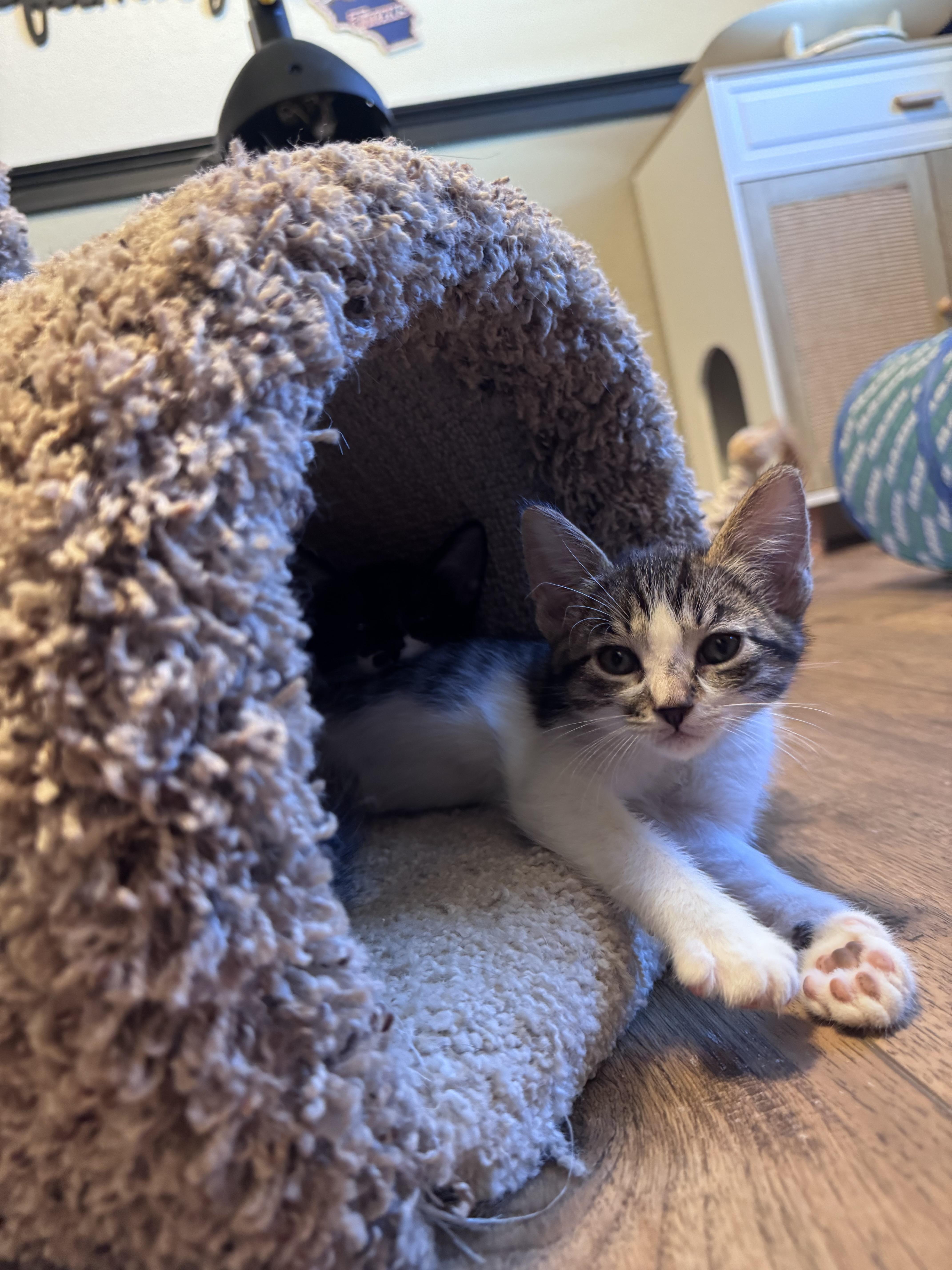 A baby small-sized male Domestic Short Hair cat named Finn for adoption in Dixon, CA