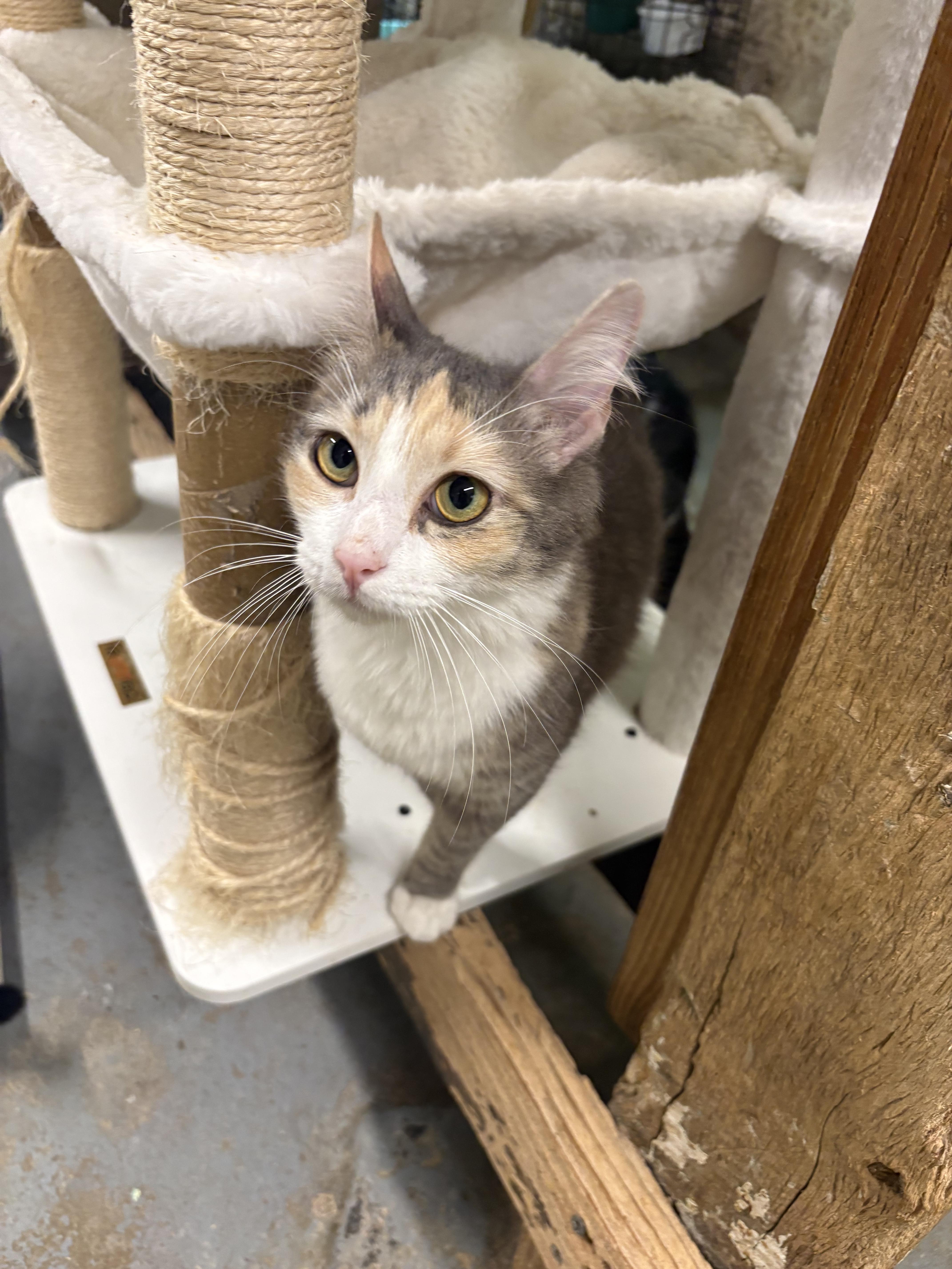 Pebbles  Felv+ Special thumbnail 2