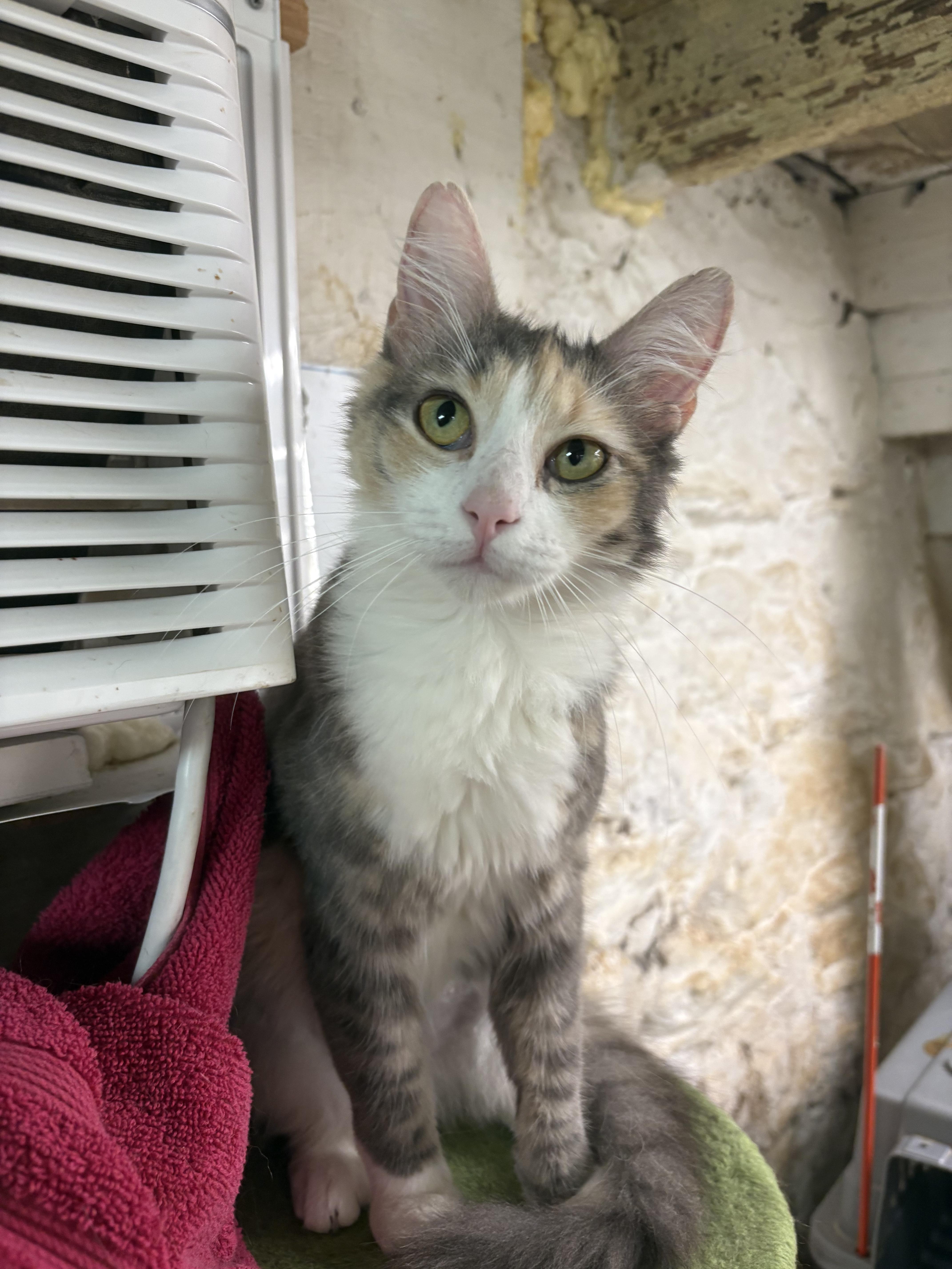 Pebbles  Felv+ Special thumbnail 3