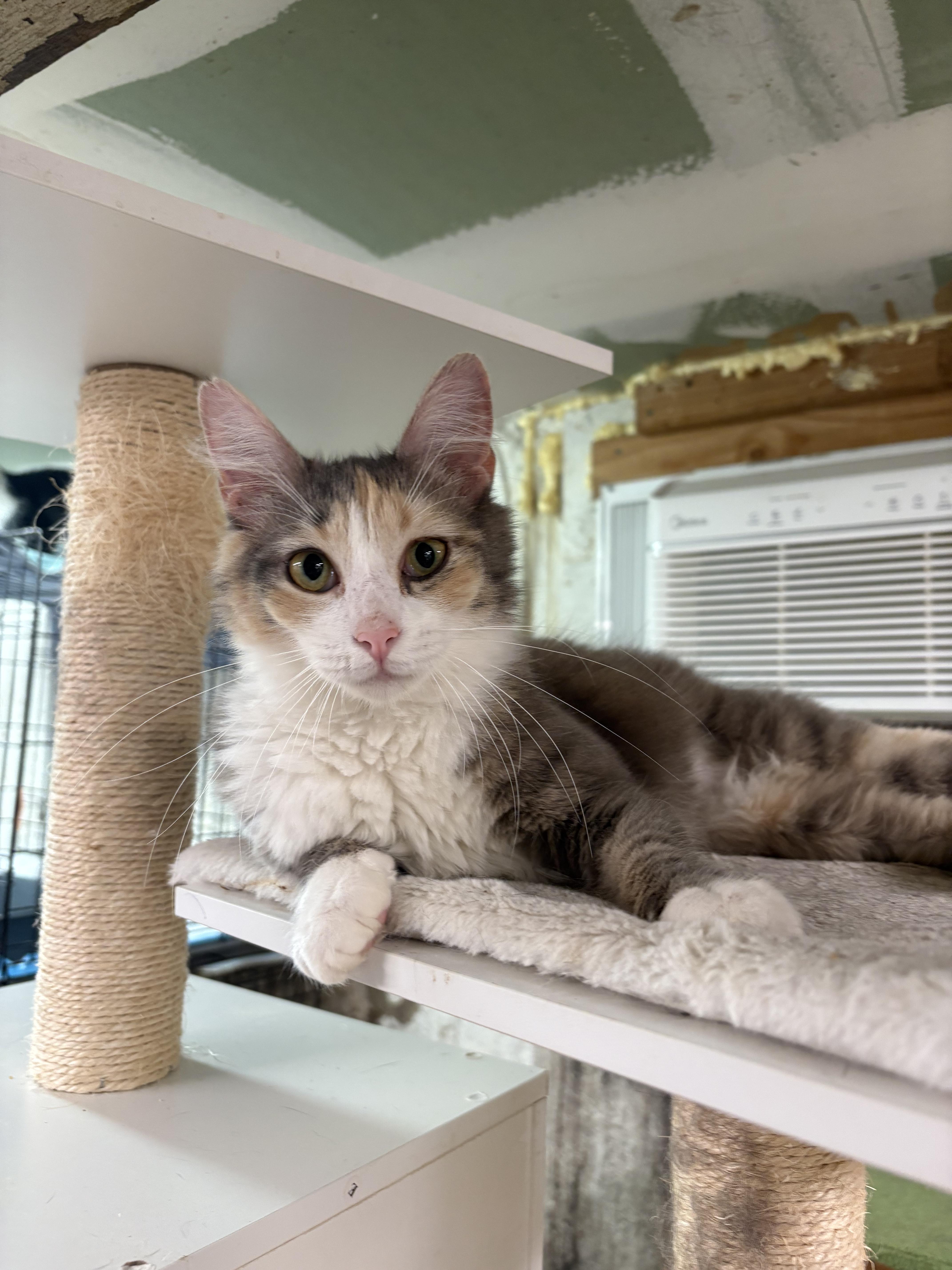 A young small-sized female Domestic Medium Hair cat named Pebbles  Felv+ Special for adoption in New York, NY