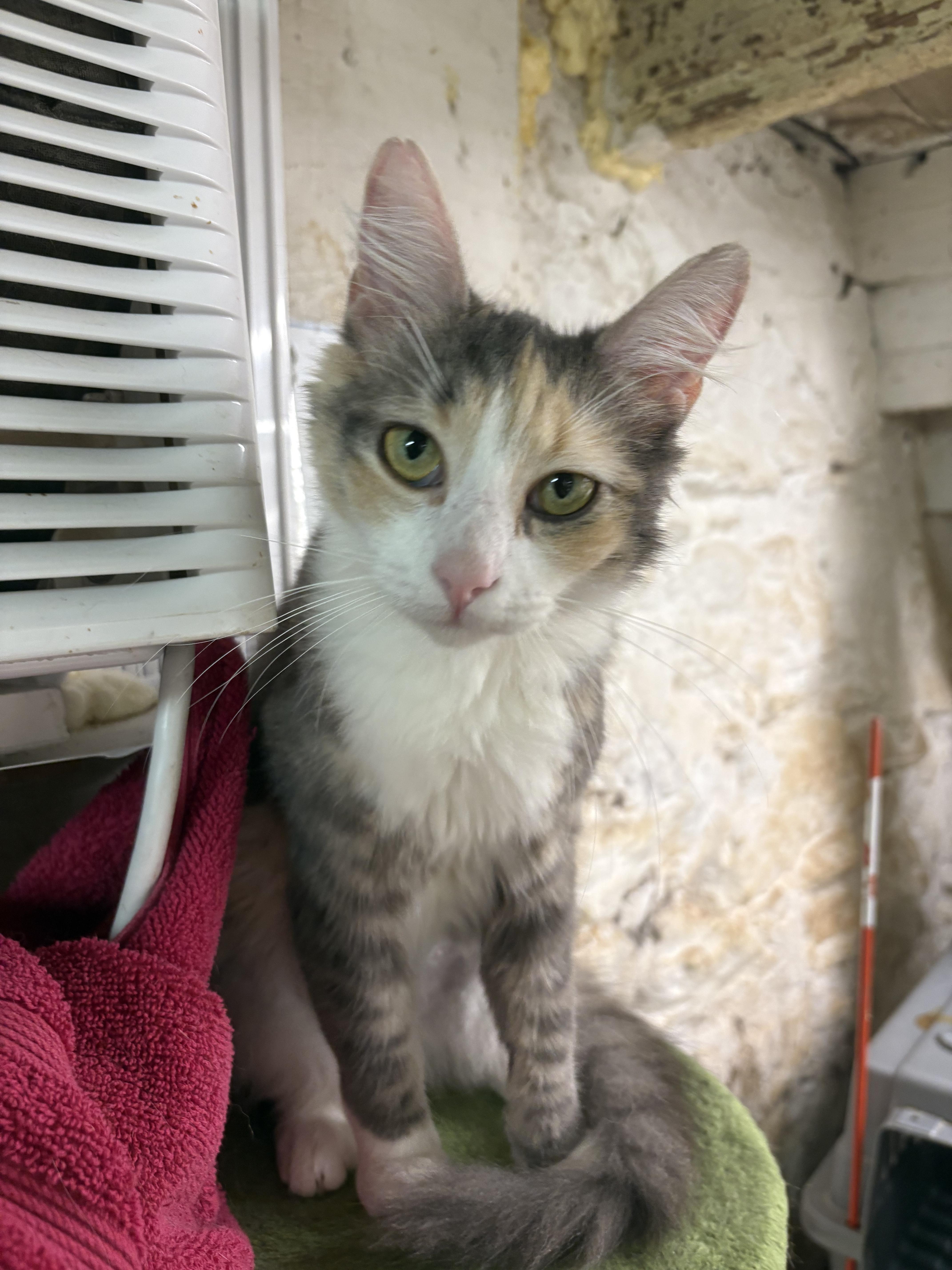 Pebbles  Felv+ Special thumbnail 4