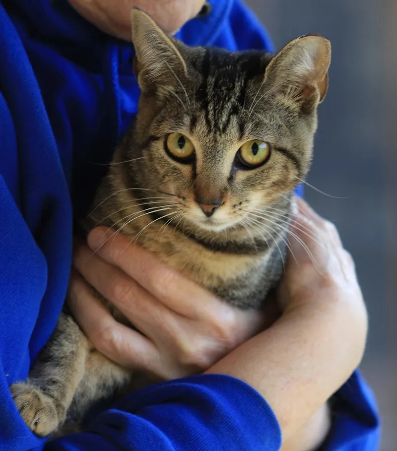 A young medium-sized female Domestic Short Hair cat named Shadow for adoption in North Fort Myers, FL