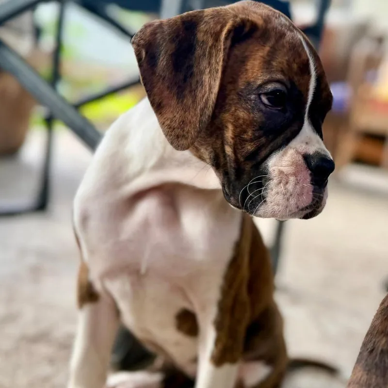 A baby small-sized female Brindle Boxer dog named Aphrodite for adoption in McMinnville, OR
