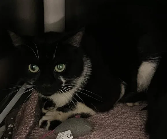 An adult medium-sized male Domestic Short Hair cat named Delano for adoption in Pensacola, FL