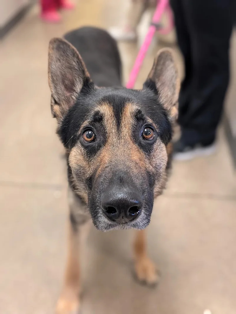An adult large-sized male Black German Shepherd Dog dog named Blu for adoption in Cedar Rapids, IA