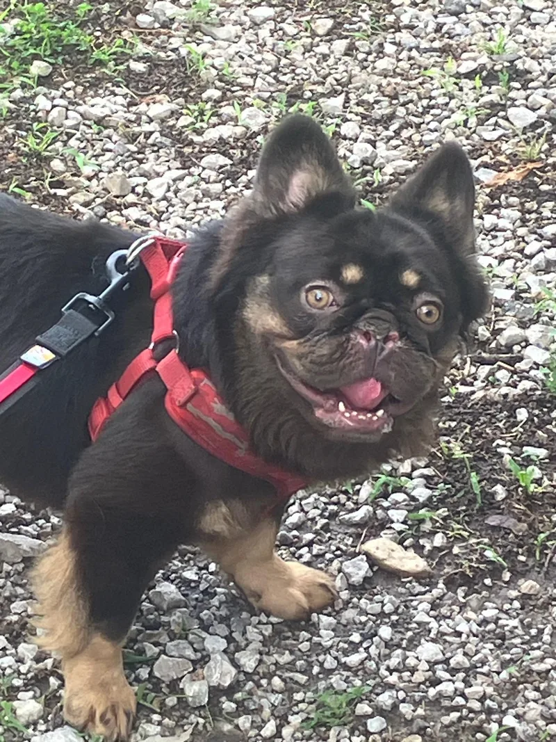 An adult medium-sized male French Bulldog dog named George for adoption in Smithville, MO