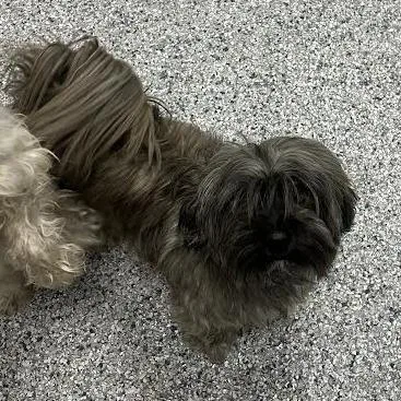 An adult small-sized female Gray / Blue / Silver Havanese dog named Sandy for adoption in Birmingham, AL