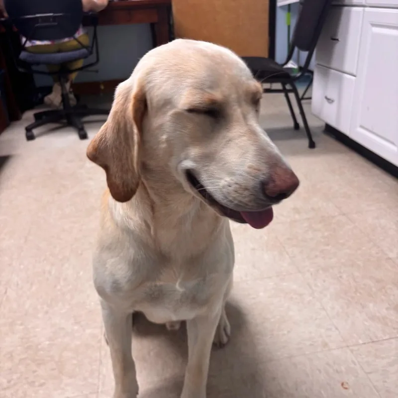 A young small-sized male Yellow / Tan / Blond / Fawn Labrador Retriever dog named Bond Blondie for adoption in Franklin, NC