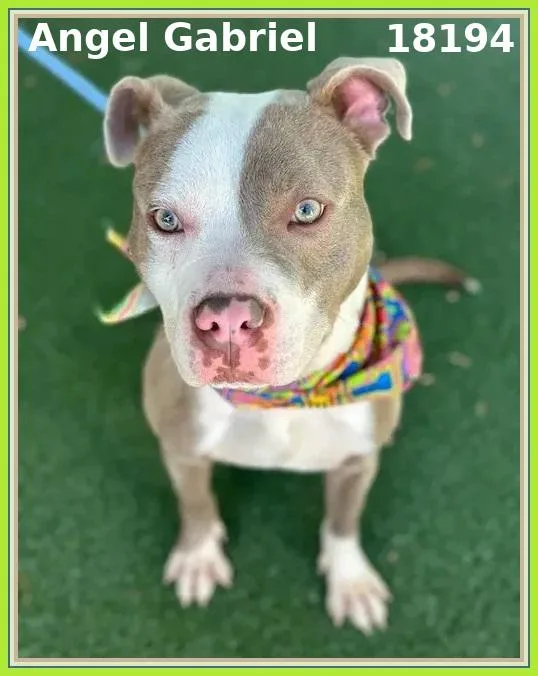 A young medium-sized male Yellow / Tan / Blond / Fawn Pit Bull Terrier dog named Angel Gabriel for adoption in Marietta, GA