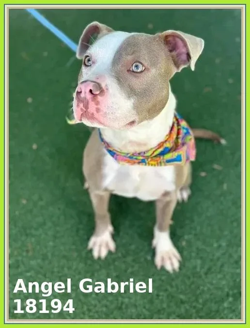 Angel Gabriel thumbnail 3