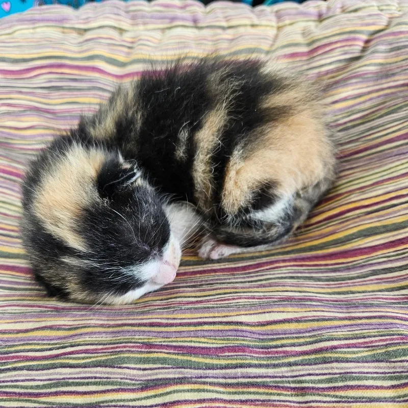 A baby small-sized female Calico Domestic Short Hair cat named Star for adoption in Lake Jackson, TX