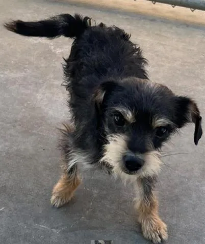 A young small-sized male Terrier dog named Marvin for adoption in San Martin, CA