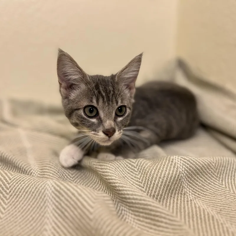 Fiona a tender