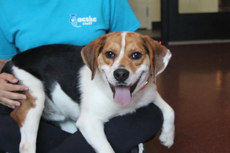 A young medium-sized male Tricolor (Brown, Black, & White) Beagle dog named Colt for adoption in Chestertown, MD
