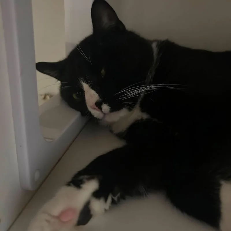 An adult small-sized male Black Domestic Short Hair cat named Mateo for adoption in Long Island City, NY