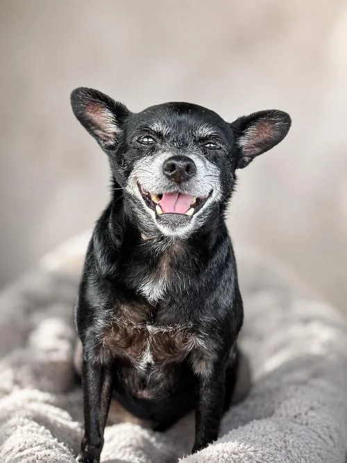 A senior small-sized female Chihuahua dog named Princess for adoption in Chuckey, TN