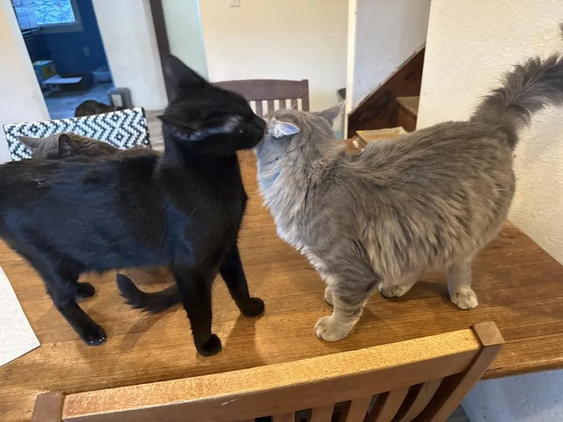 Marshall thumbnail 2