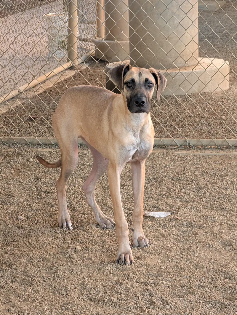 Queenie A thumbnail 2