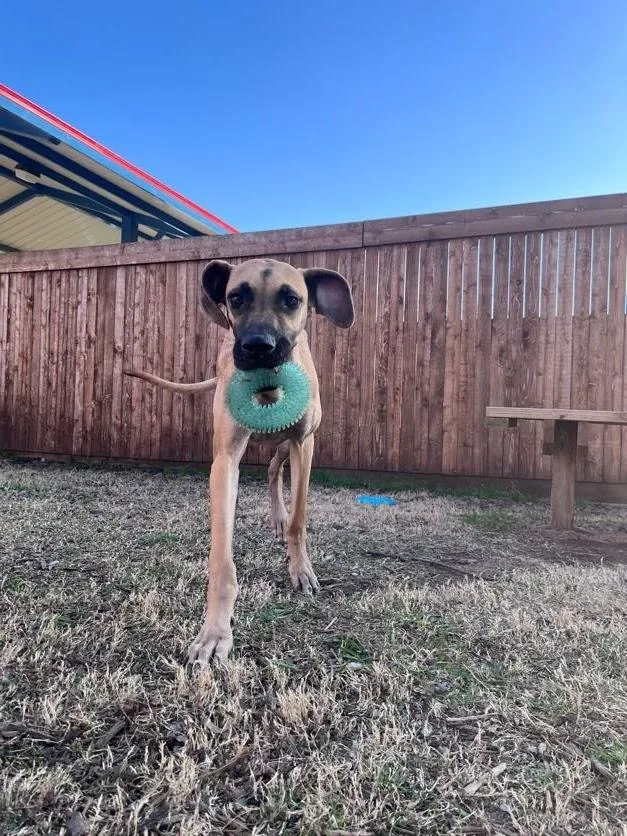 Queenie A thumbnail 3