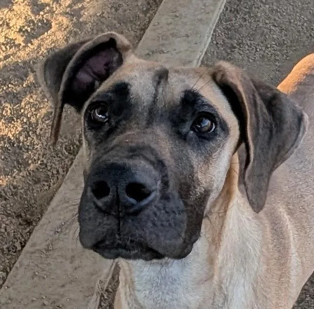 Queenie A thumbnail 4