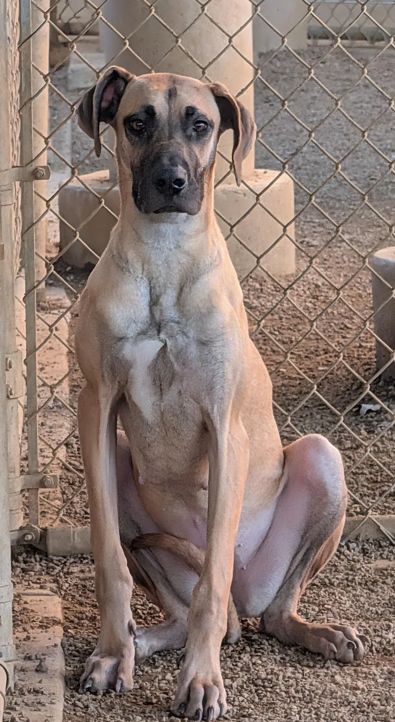 Queenie A thumbnail 5