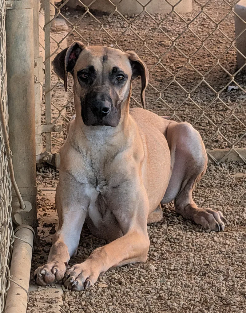 Queenie A thumbnail 6