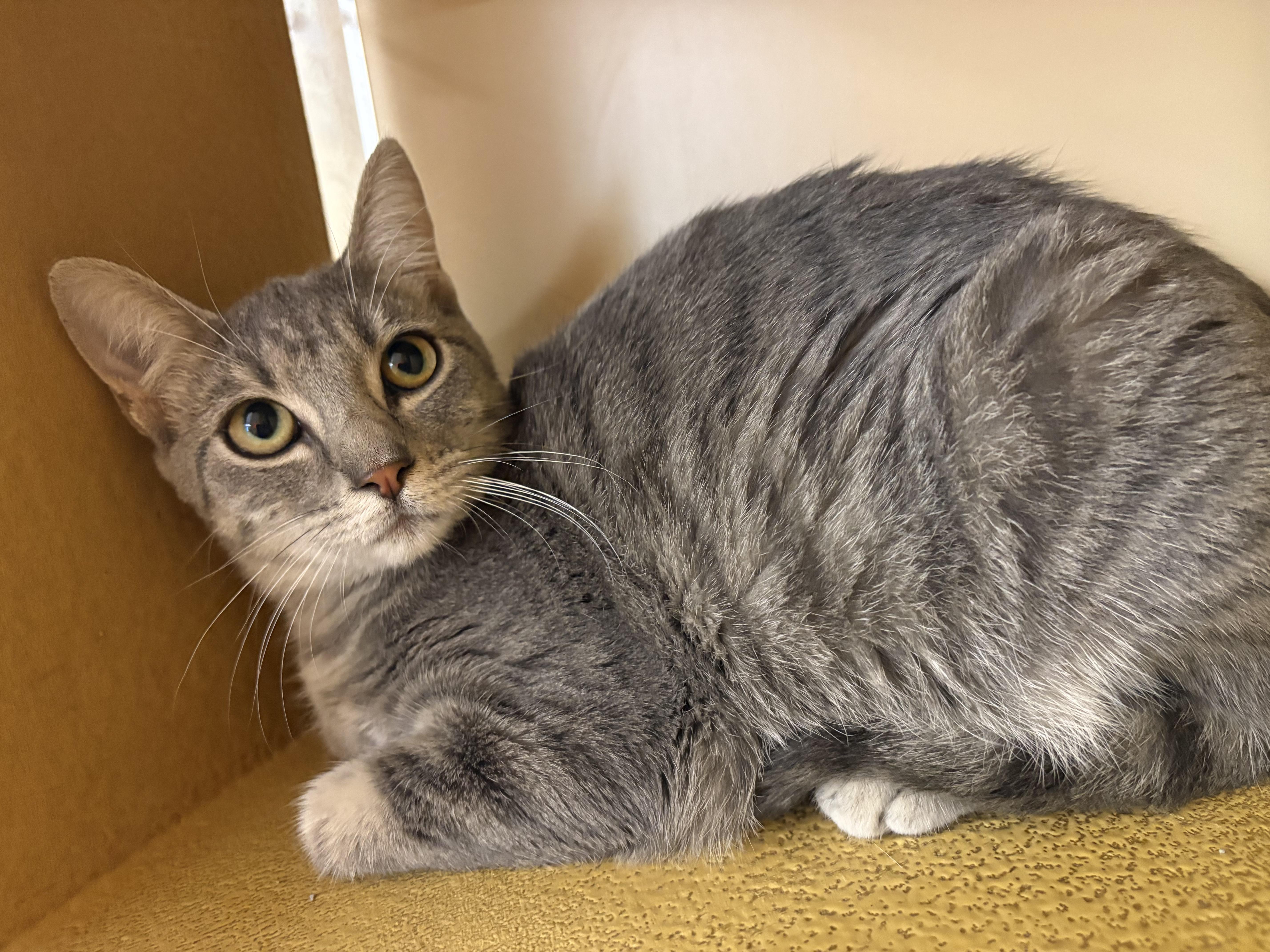 A baby medium-sized female Tabby cat named Swoopes for adoption in Albuquerque, NM