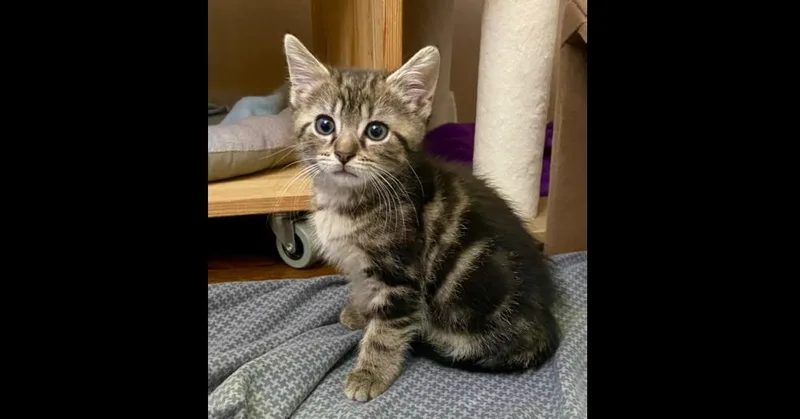 A baby small-sized female Domestic Short Hair cat named Tigress for adoption in Chalfont, PA