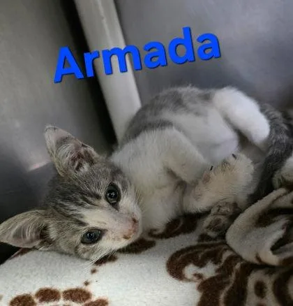 A young medium-sized male Gray & White Domestic Short Hair cat named Armada for adoption in Sullivan, IN