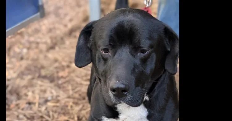 An adult medium-sized male Tricolor (Brown, Black, & White) Labrador Retriever dog named Stubbie for adoption in Hartwell, GA