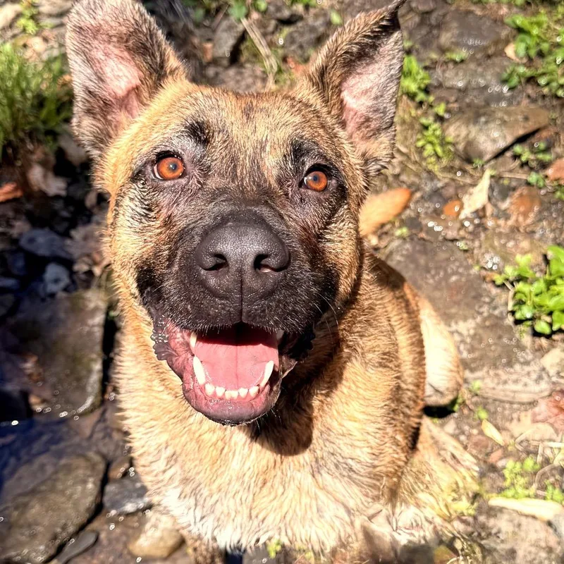 An adult medium-sized male Brindle Pit Bull Terrier dog named Kyro for adoption in Milford, NY