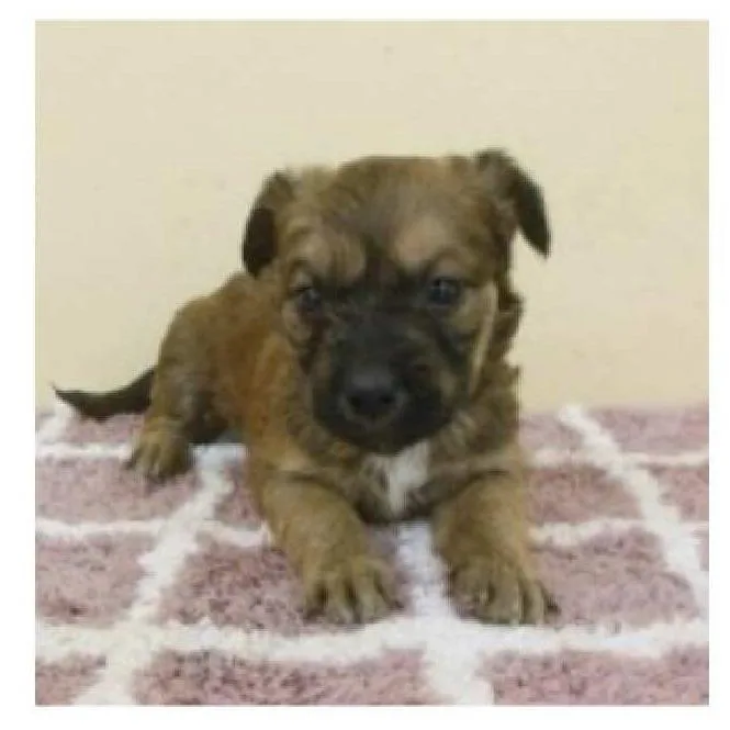 A baby small-sized male Yellow / Tan / Blond / Fawn Mixed Breed dog named Liam for adoption in Newark, DE