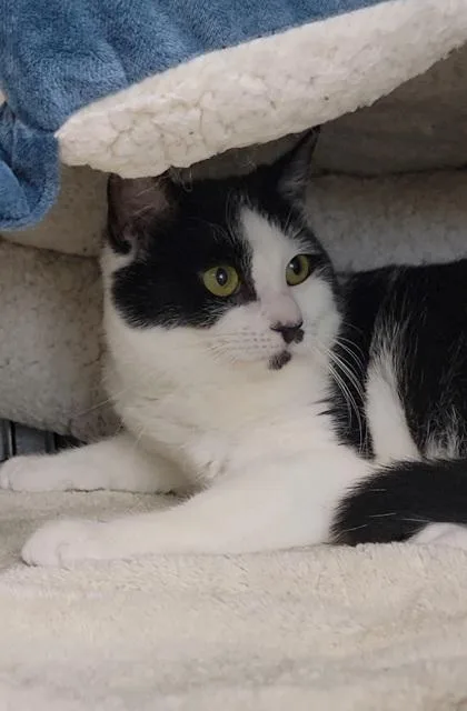 An adult medium-sized female Domestic Short Hair cat named Missy for adoption in Elmira, NY