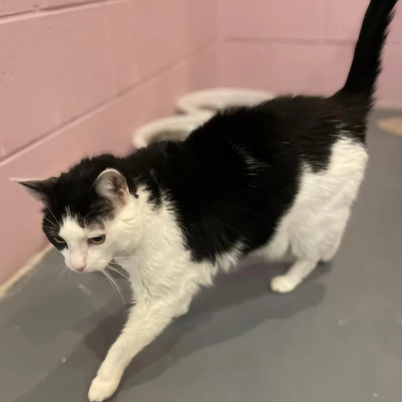 Tommi Girl thumbnail 3