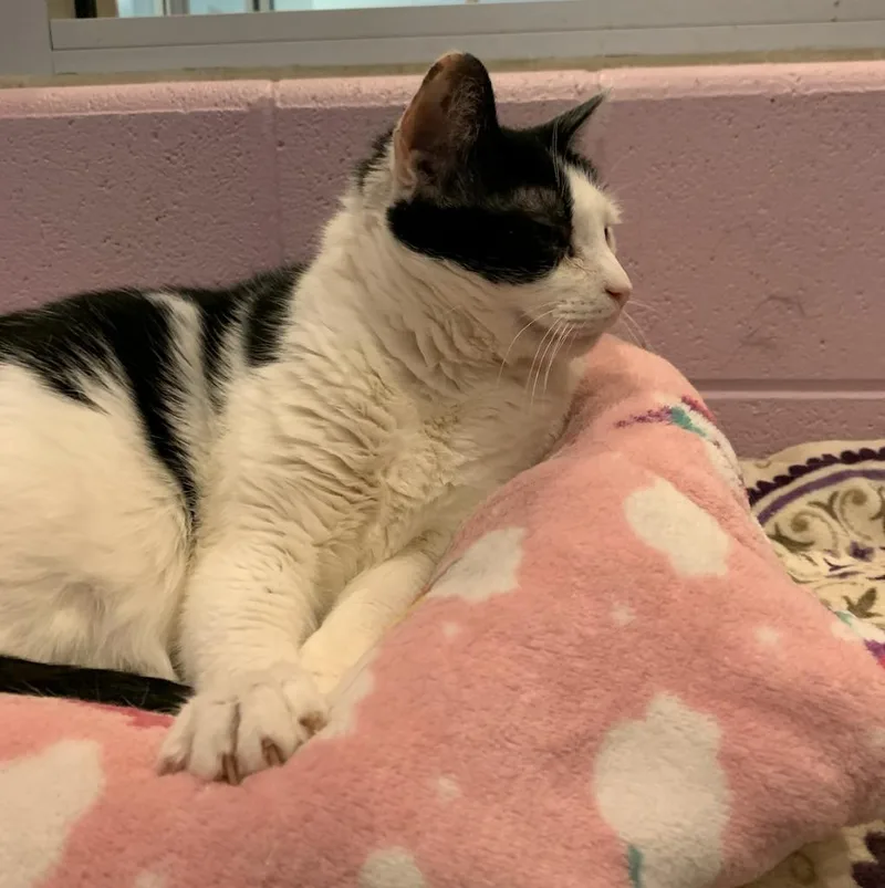 Tommi Girl thumbnail 4