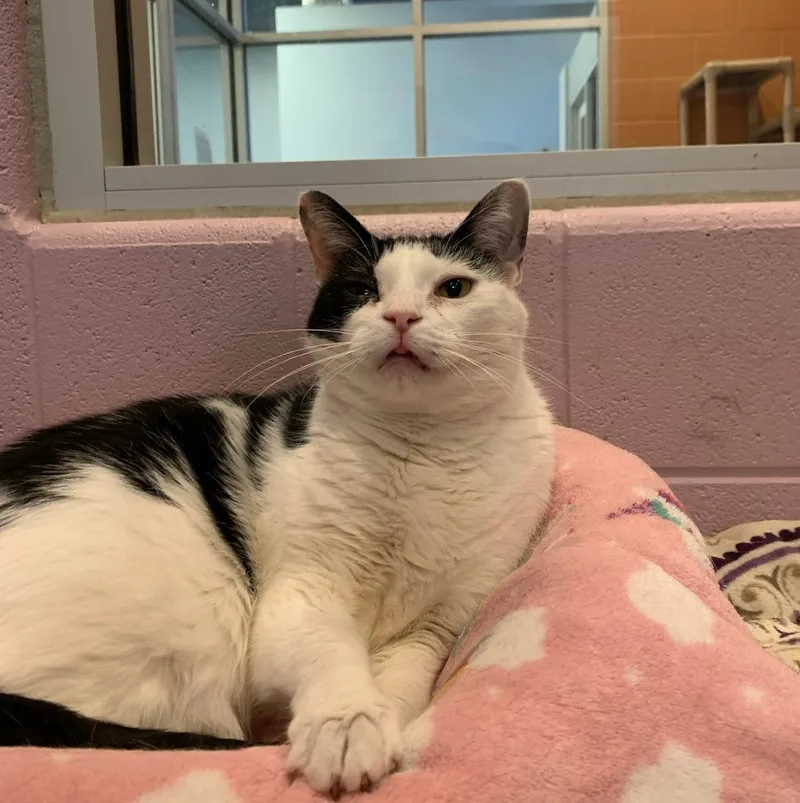 Tommi Girl thumbnail 5