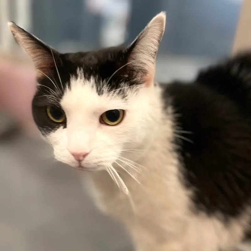 Tommi Girl thumbnail 6