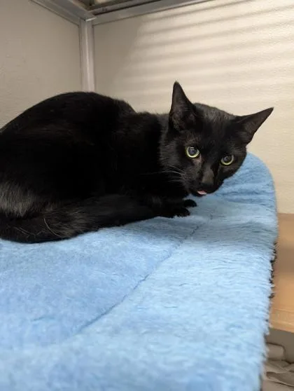 An adult small-sized male Domestic Short Hair cat named Meow for adoption in West Chester, PA