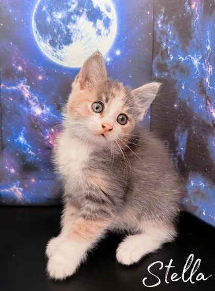A baby small-sized female Domestic Short Hair cat named Stella for adoption in Morton Grove, IL