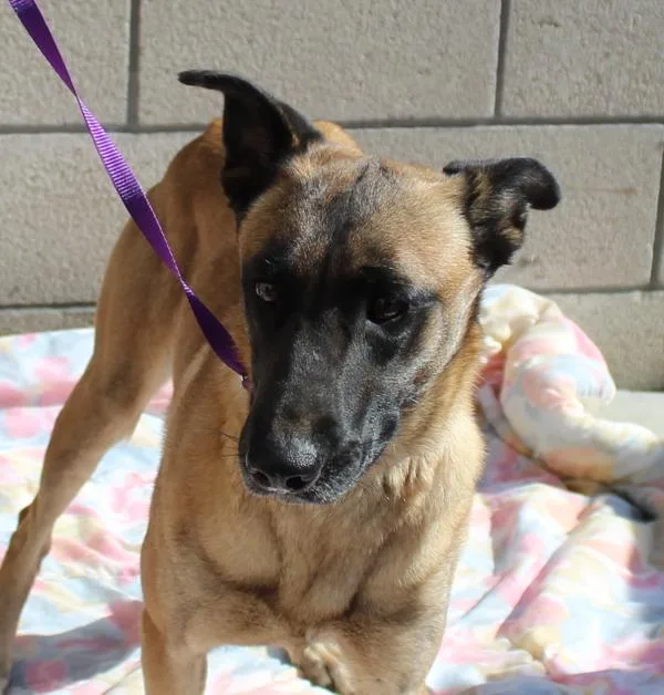 An adult medium-sized female Belgian Shepherd / Sheepdog dog named Jrwhimsy for adoption in Oceanside, CA
